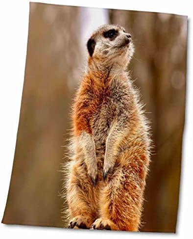3drose meerkat סופר חמוד מסתכל לצילום הצדדי של חיות הבר - מגבות